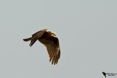 Eurasian Marsh-harrier (Circus aeruginosus)