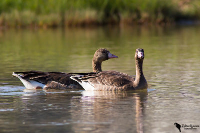 Greater White-fronted Goose (Anser albifrons)