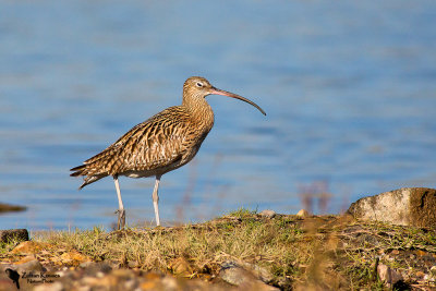 Eurasian Curlew (Numenius arquata)