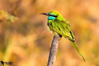 Little Green Bee-eater
