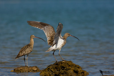 Eurasian Curlew (Numenius arquata)