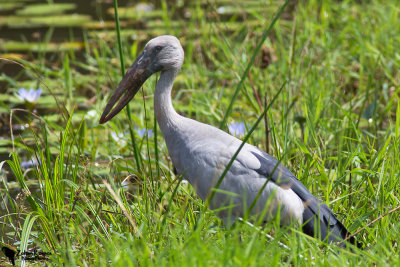 Asian openbill (Anastomus oscitans)