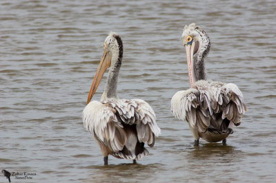 Pelecanidae - Pelicans