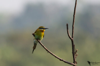  Blue-tailed bee-eater (Merops philippinus)