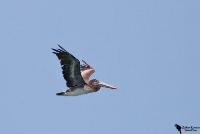 Brown pelican (Pelecanus occidentalis)