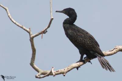 Little cormorant (Microcarbo niger)