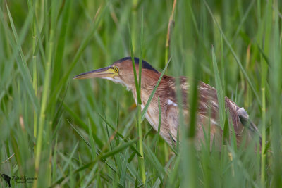  Yellow bittern (Ixobrychus sinensis)