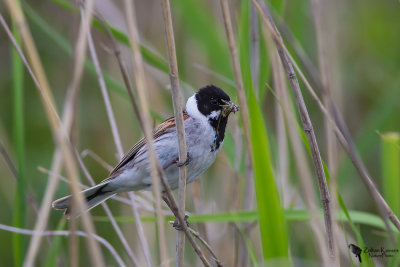 Reed bunting 
