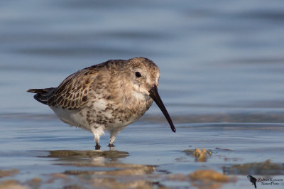 Dunlin (Calidris alpina)