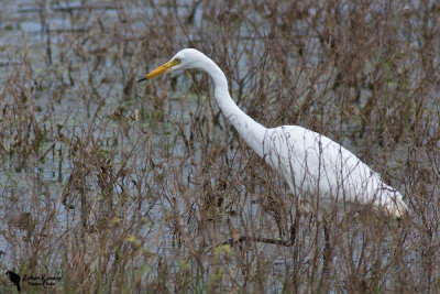 Intermediate Egret (Ardea intermedia)