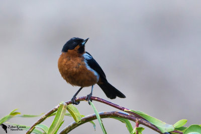 Thraupidae-Tanagers and Allies