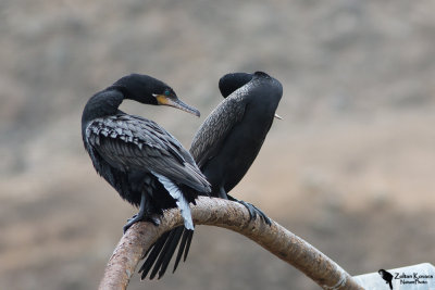 Neotropic cormorant (Phalacrocorax brasilianus)