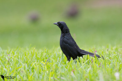 Scrub blackbird (Dives warszewiczi)