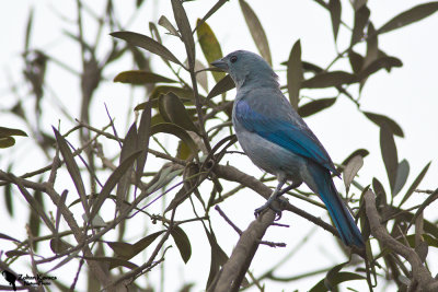 Blue-gray tanager (Thraupis episcopus)