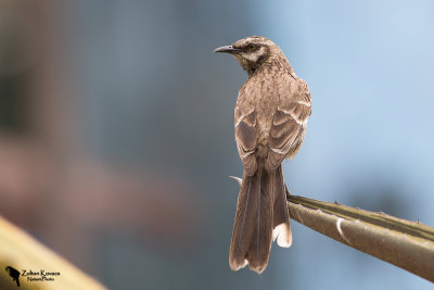 Long-tailed mockingbird (Mimus longicaudatus)