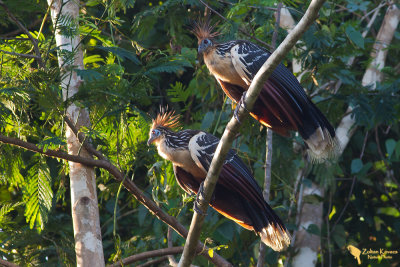 Hoatzin (Opisthocomus hoazin)