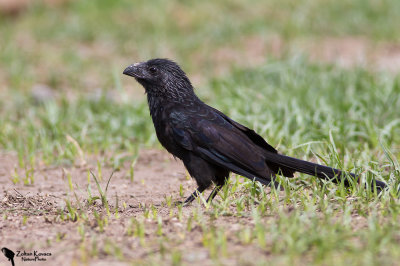 Groove-billed ani (Crotophaga sulcirostris)