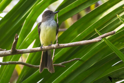 Tropical kingbird (Tyrannus melancholicus)