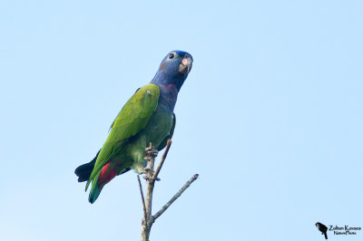 Blue-headed parrot (Pionus menstruus)