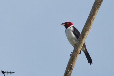 Red-capped cardinal (Paroaria gularis)