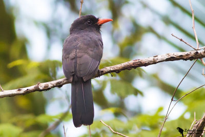 Black-fronted nunbird (Monasa nigrifrons)