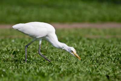 Cattle Egret (Bubulcus ibis)