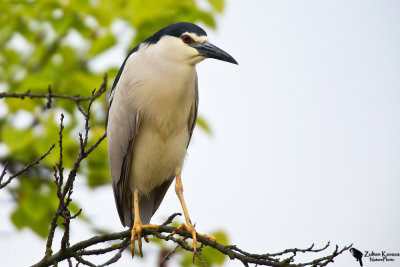 Black-crowned Night Heron (Nycticorax nycticorax)