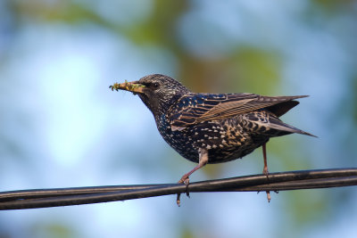 Starling, (Sturnus vulgaris)