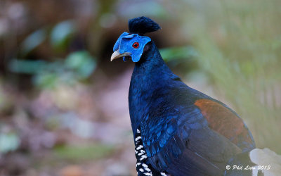 Crested Fireback - Male