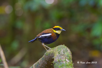 Banded Pitta - Male