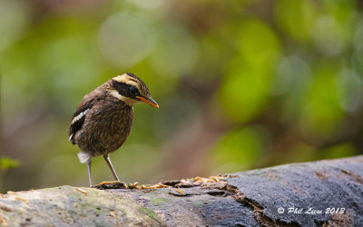 Banded Pitta - Juvenile