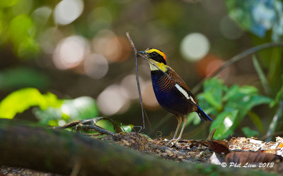 Banded Pitta - Male