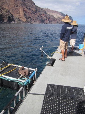 Great White Sharks of Guadalupe Island