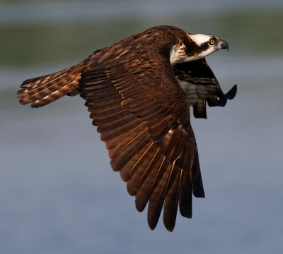 Osprey of Reelfoot Lake