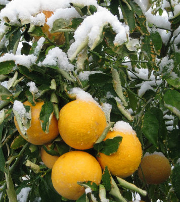 Grapefruit in Snow