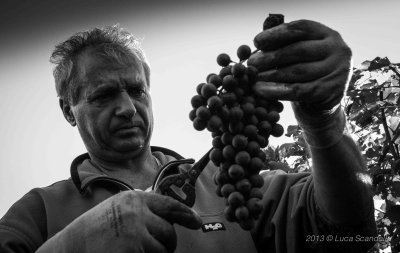 Vendemmia 2013