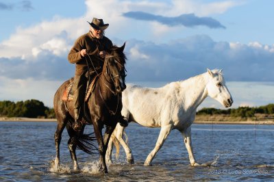 Camargue 2013