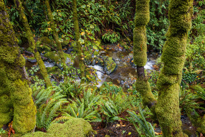 Chuckanut Drive