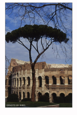Il pino e il Colosseo