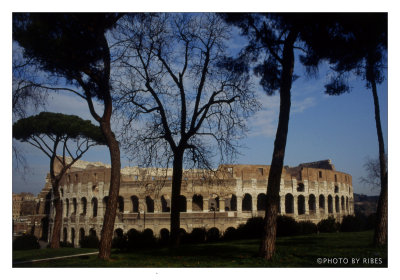 L'albero spoglio del Colosseo