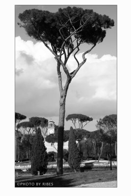 Villa Borghese: Il grande Pino e la Casina di Raffaello_light.jpg