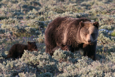 Yellowstone 2014