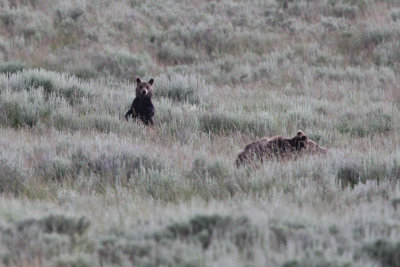 Yellowstone 2015