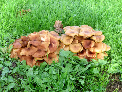 fungi