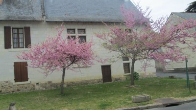 Arbres de Juda.jpg