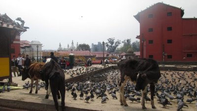 NEPAL Villes - Monuments - Katmandou 22 mars:31mars2014 - 022.jpg