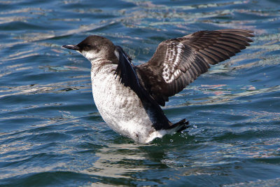IMG_4660ps.jpg