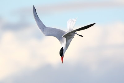 IMG_3464.JPG