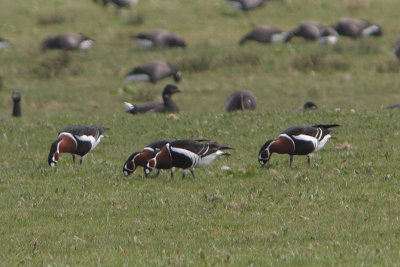 Roodhalsgans