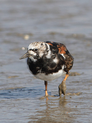 Arenaria interpres -Turnstone